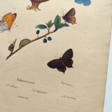 Antique engraving from 1839 - Butterflies by Dumesnil - Hand-colored plate