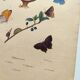 Antique engraving from 1839 - Butterflies by Dumesnil - Hand-colored plate