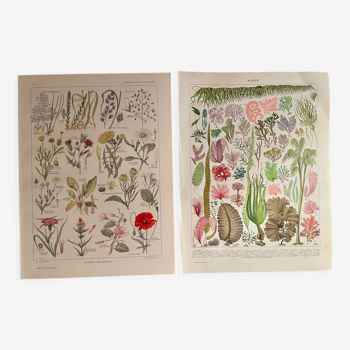 Lot de 2 lithographies algues et plantes XXème