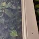 Communication door 1 translucent glass H233.5xL84.5cm old 20th century