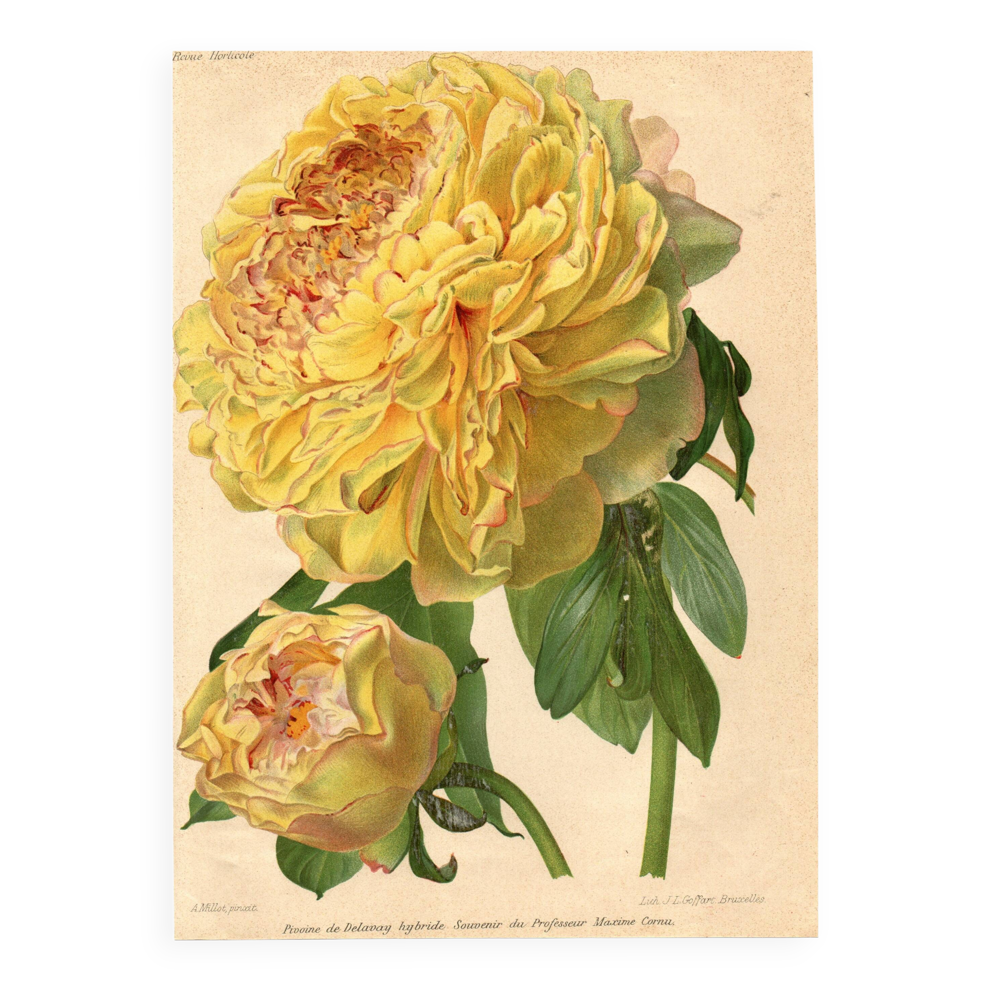 Botanical Engraving 1911 - Yellow Peony by A. Millot - Flower, Lithograph