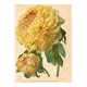 Botanical Engraving 1911 - Yellow Peony by A. Millot - Flower, Lithograph