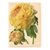 Botanical Engraving 1911 - Yellow Peony by A. Millot - Flower, Lithograph