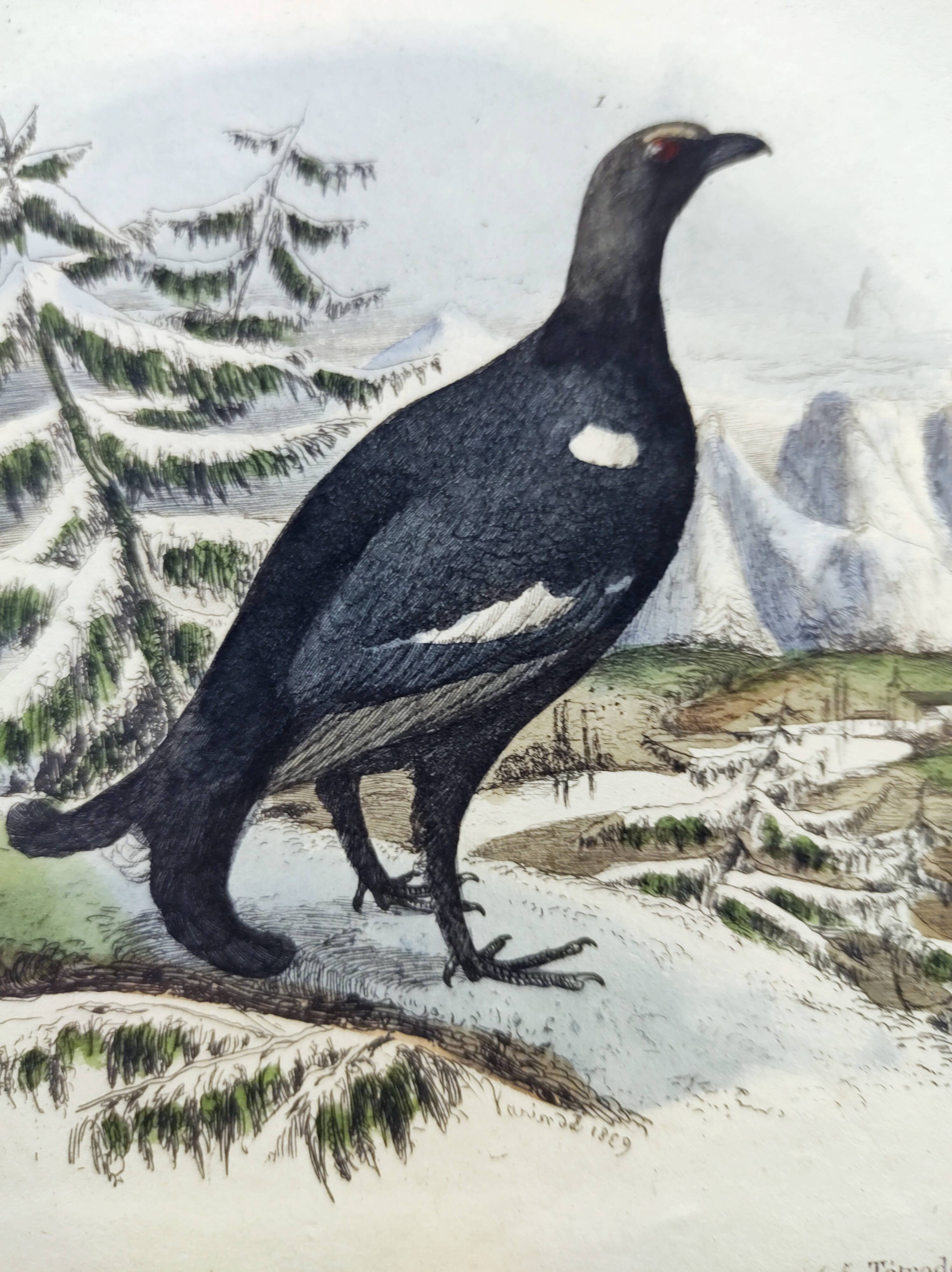 Gravure ancienne de 1838 -Tetras et poissons- Planche coloriée à la main zoologique. Original.