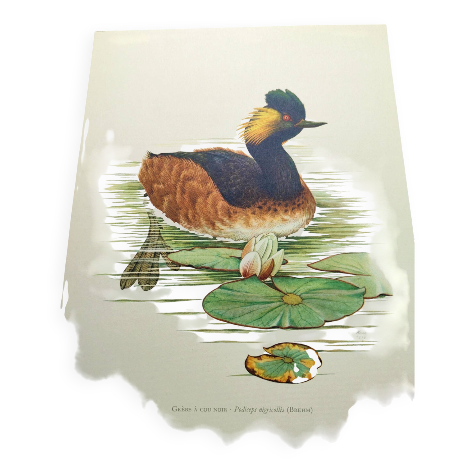 Antique bird plate from the 60s - Black-necked Grebe - Vintage illustration