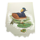 Antique bird plate from the 60s - Black-necked Grebe - Vintage illustration