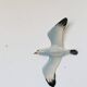 Seagull, wall decoration, vintage ceramic