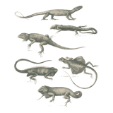 Antique engraving on reptiles : various lizards, pl3, 1828