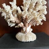 Ancient white coral