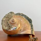Pearly shell