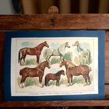 Planche pédagogique chevaux