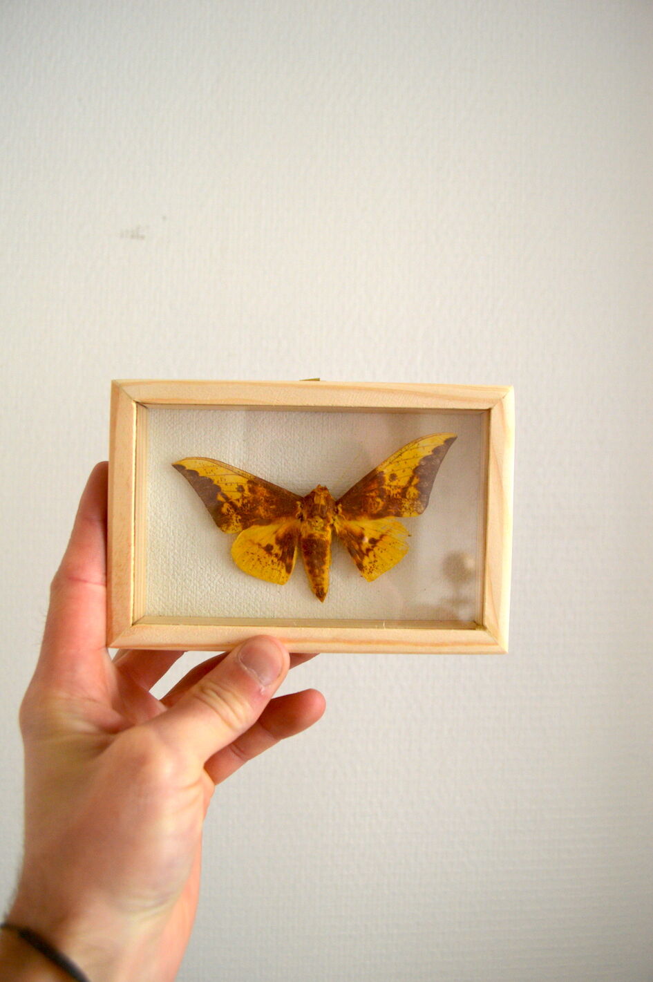 Butterfly naturalized imperialis