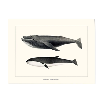 Vintage illustration of a humpback whale and orca in black and white.