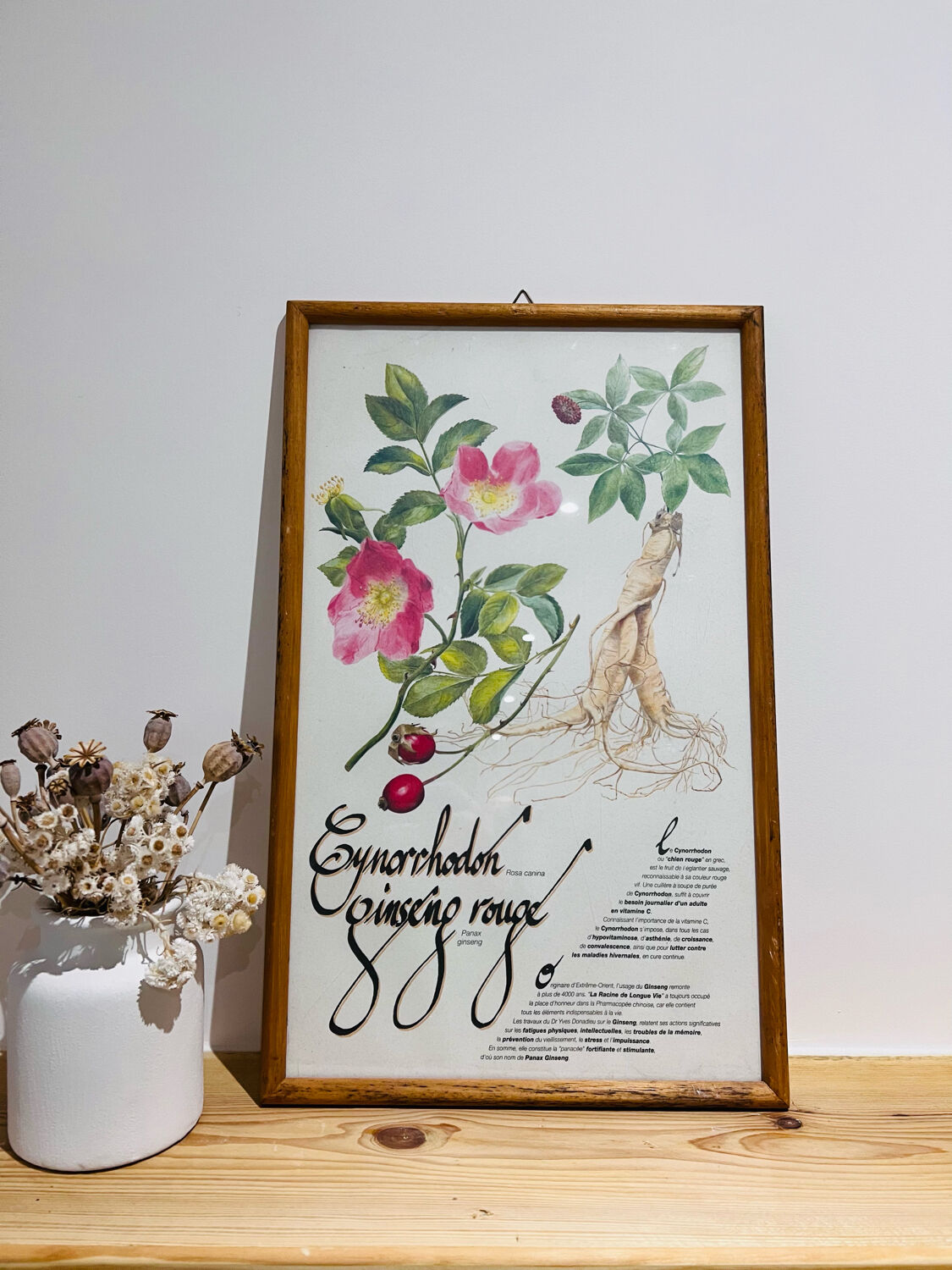 Cynorrondon and red ginseng pharmacy herbarium frame
