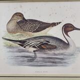 Pintail Duck engraving XIXth