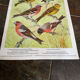 Affichette "Les Oiseaux du Monde" - 1968