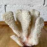 White coral