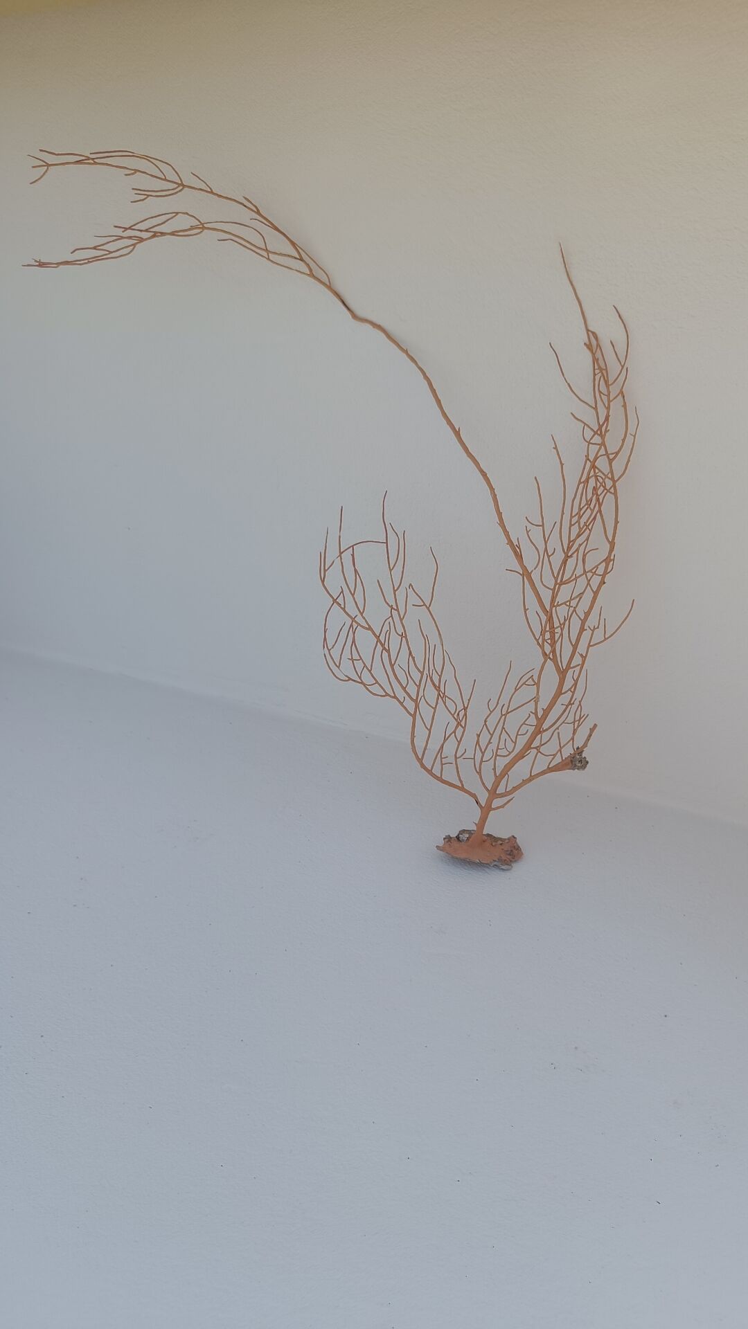 Gorgonian coral