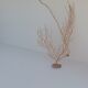 Gorgonian coral