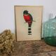 Table Illustration of a bird - The Trogon