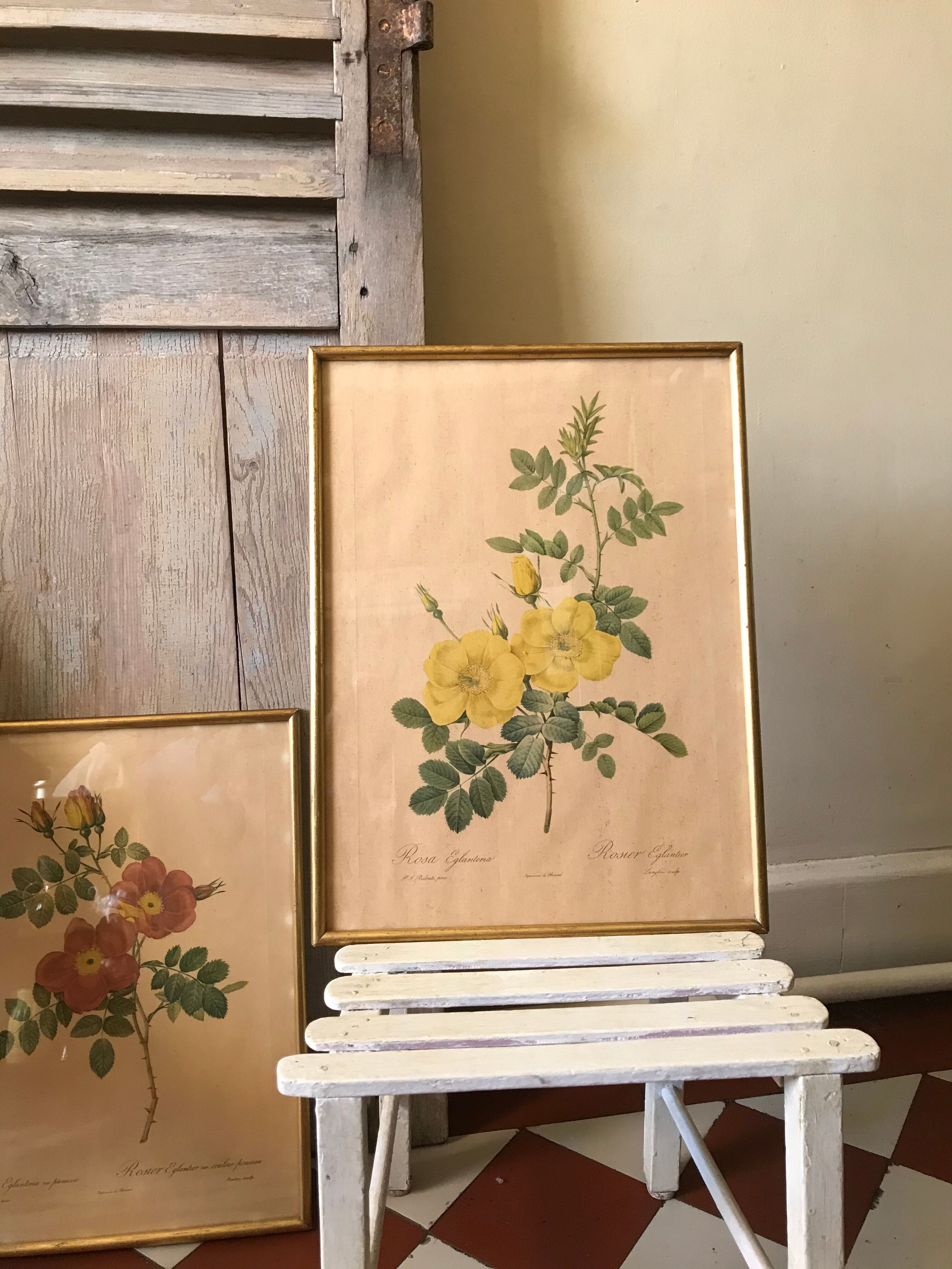 Lithographies Pierre Joseph Redouté