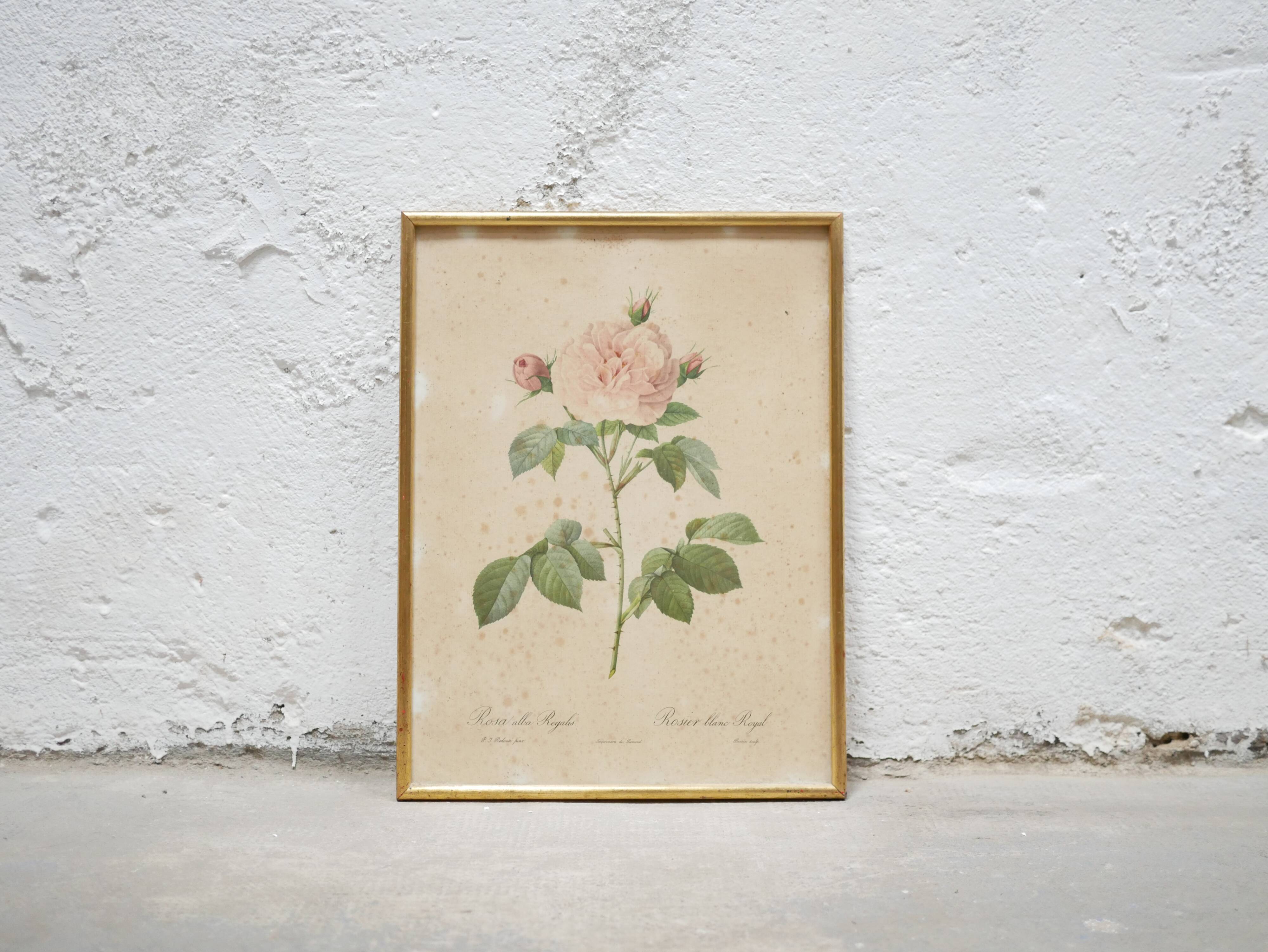Vintage botanical poster Rosa alba Regalis by P.J.Redouté