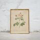 Vintage botanical poster Rosa alba Regalis by P.J.Redouté