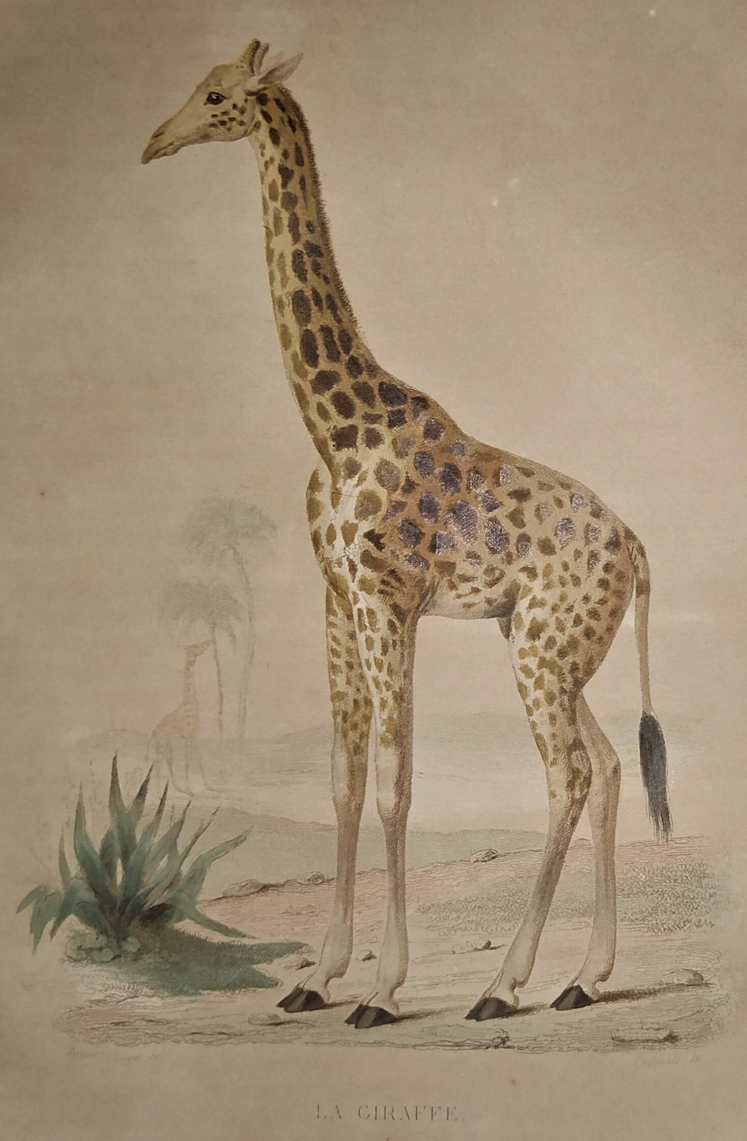 3 zoological engravings & flag of Germany