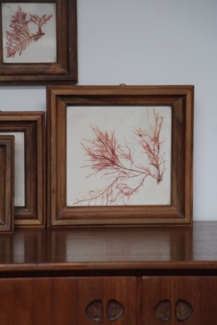 True alguier in walnut frame France 1960