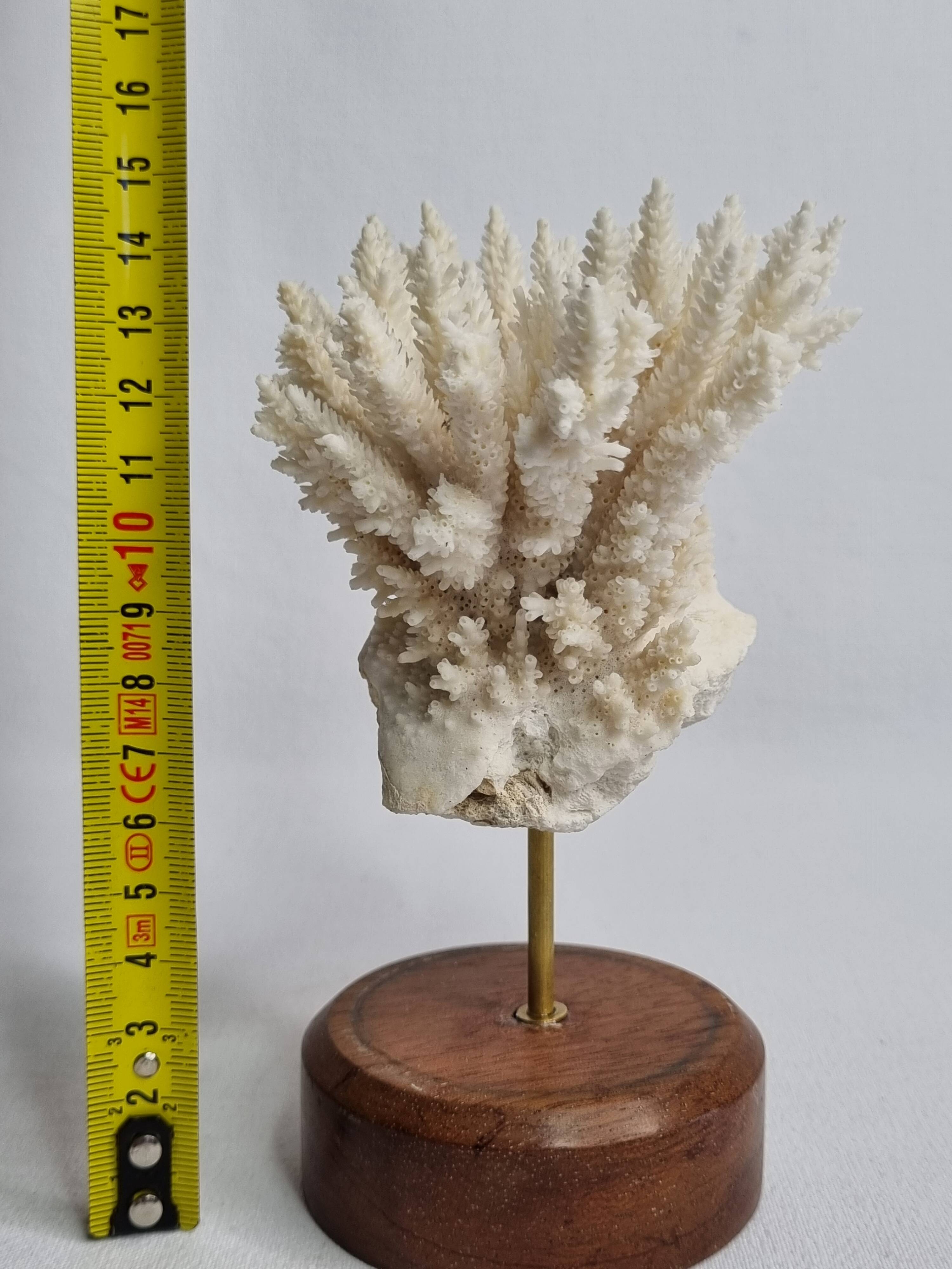 Antique white coral mounted on a wooden base, 15 cm