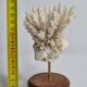 Antique white coral mounted on a wooden base, 15 cm