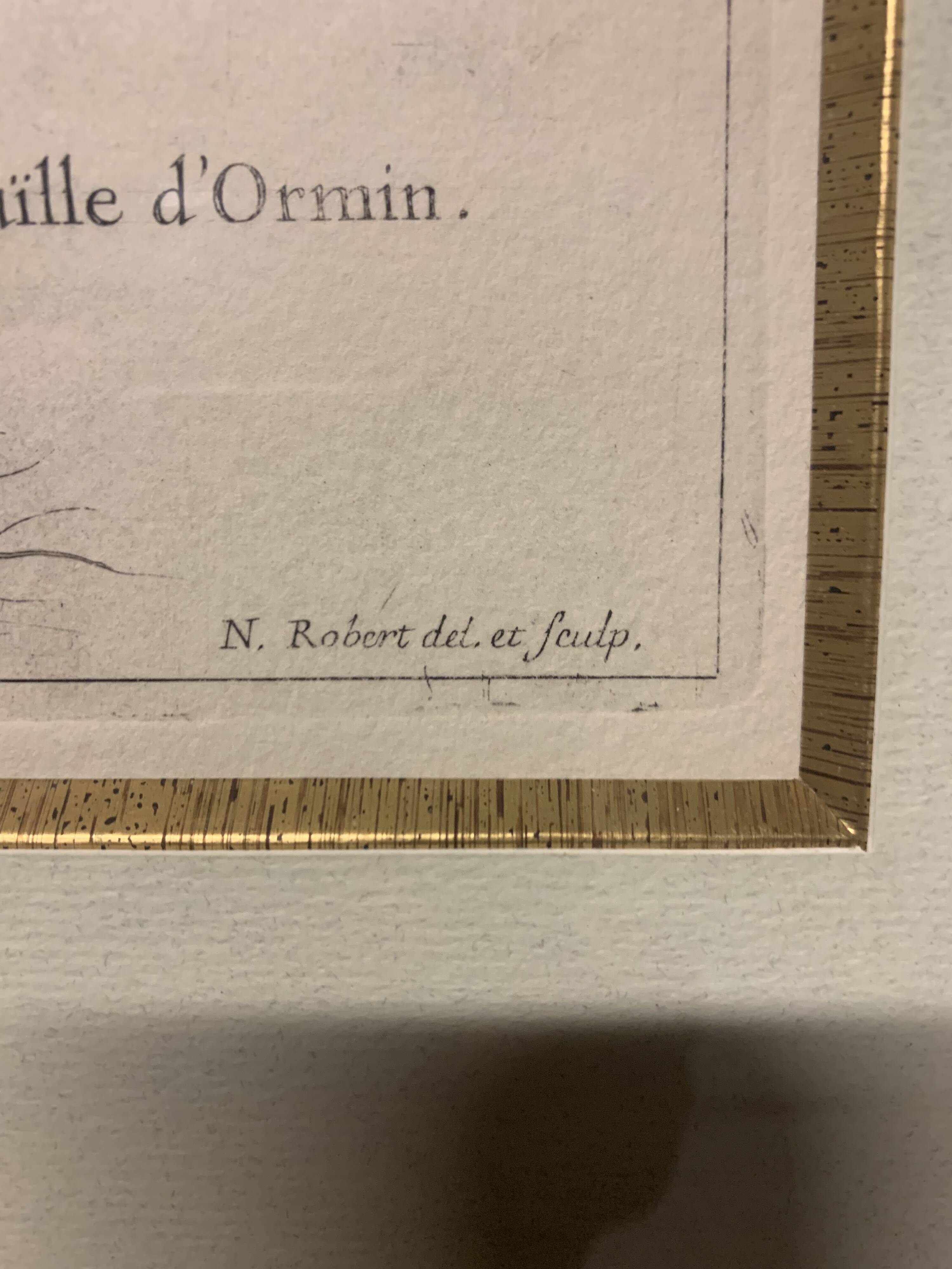 Lot of Paintings Botanical Engravings Old Vintage Herbariums