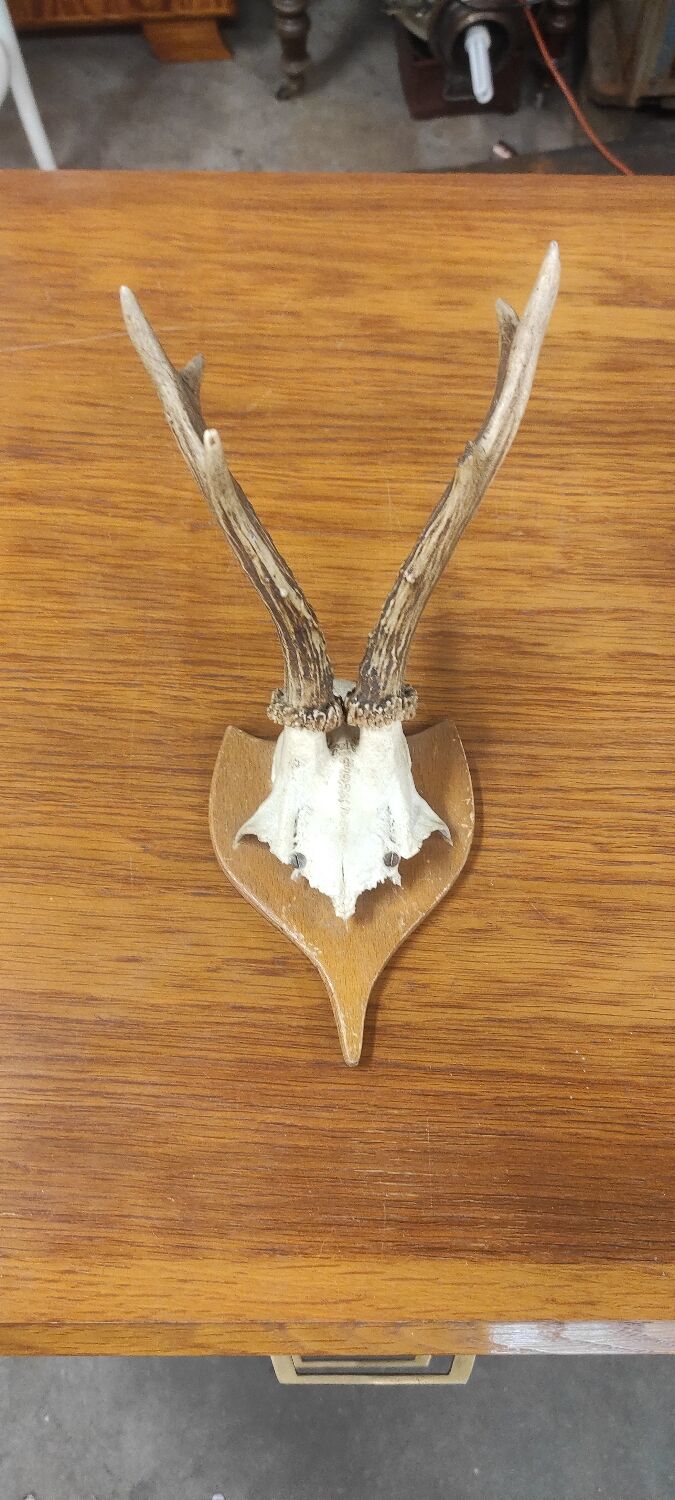 Vintage deer hunting trophy massacre on light varnished wooden shield