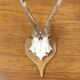 Vintage deer hunting trophy massacre on light varnished wooden shield