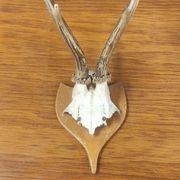 Vintage deer hunting trophy massacre on light varnished wooden shield