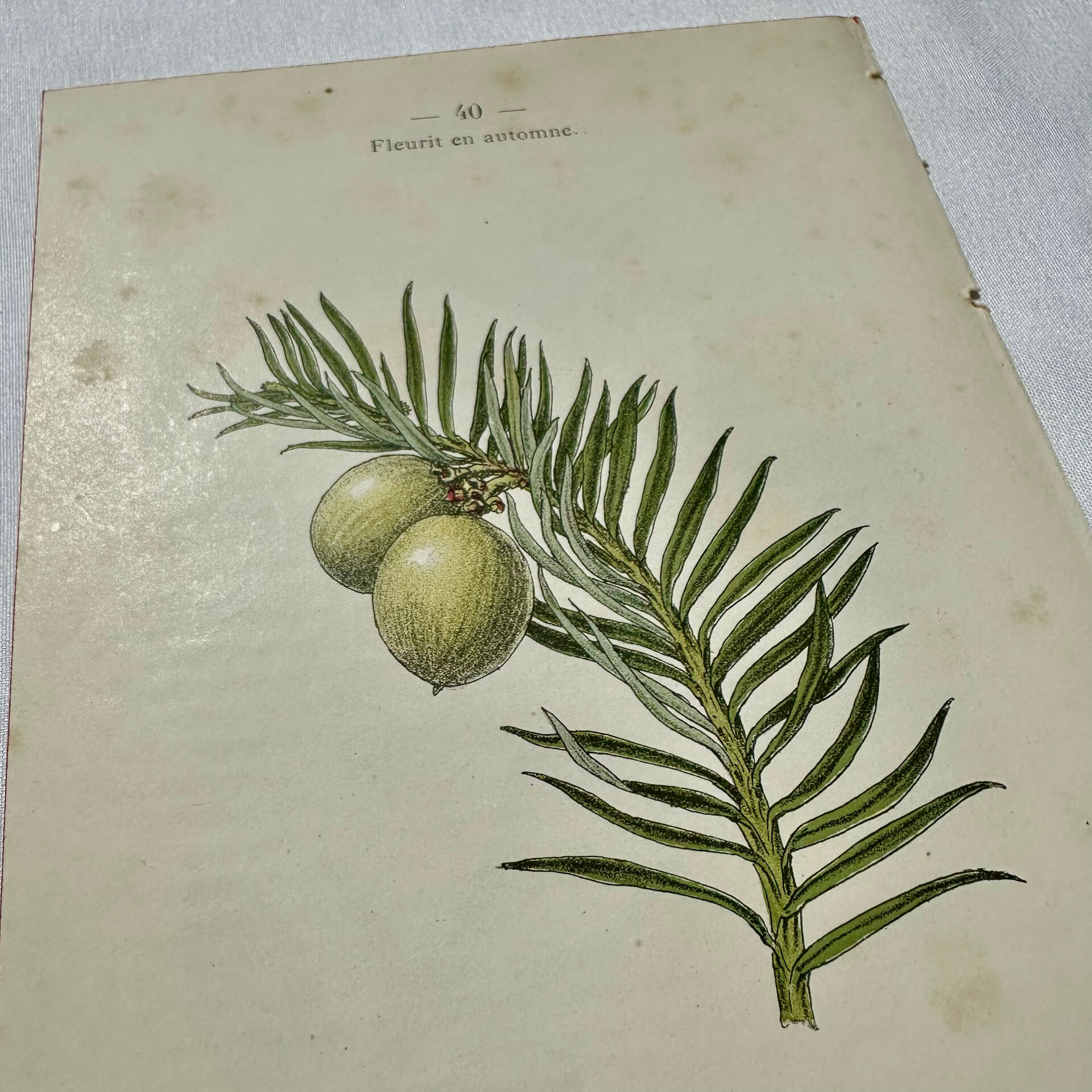 Antique botanical engraving from the 19th century, double-sided, hand-coloured, France.