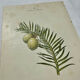 Antique botanical engraving from the 19th century, double-sided, hand-coloured, France.
