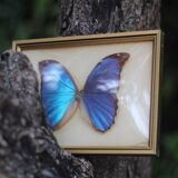 Butterfly under glass bresil