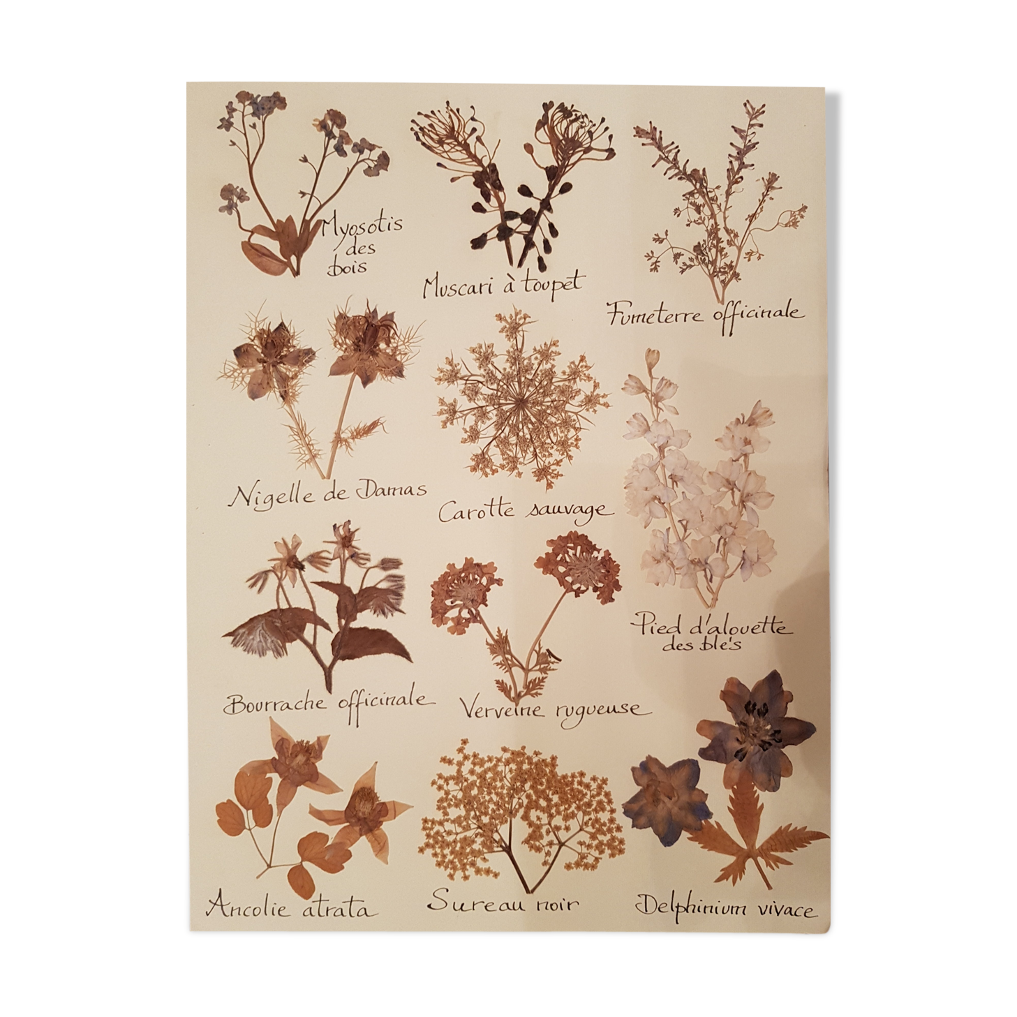 Herbarium plank