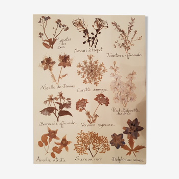 Herbarium plank