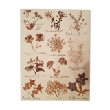 Herbarium plank