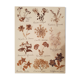 Herbarium plank