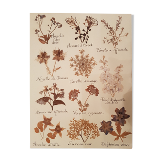 Herbarium plank