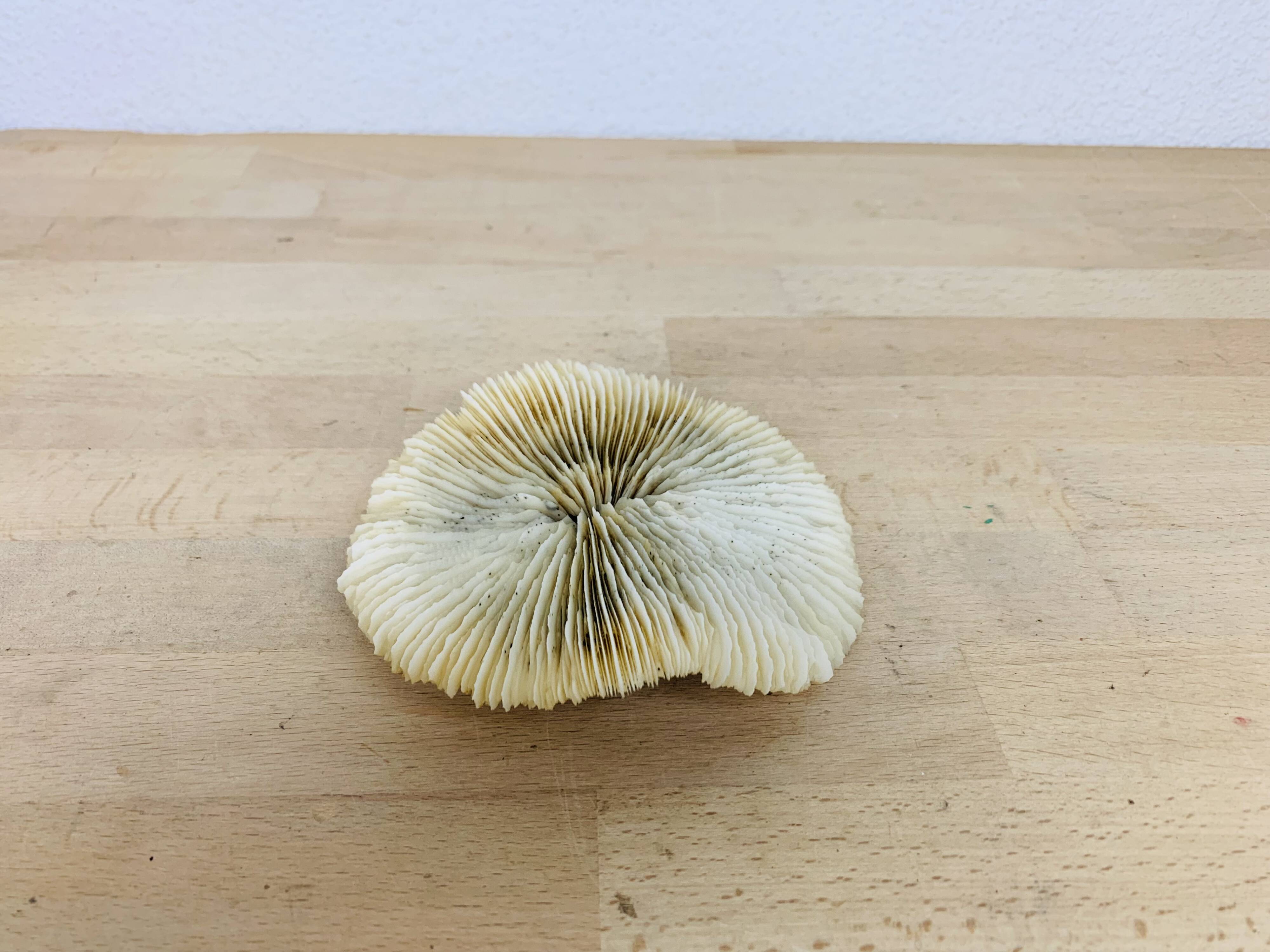 Natural Ancient White Fungia Coral