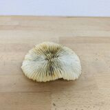 Natural Ancient White Fungia Coral