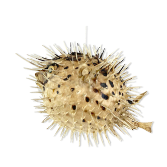 Naturalized Diodon - pungent fish to hang
