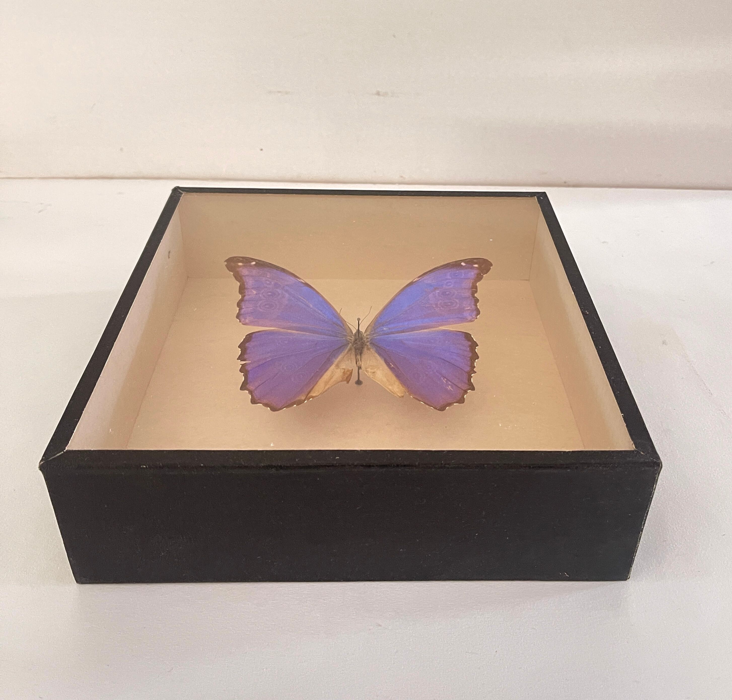 Papillon naturalisé boîte d’entomologie