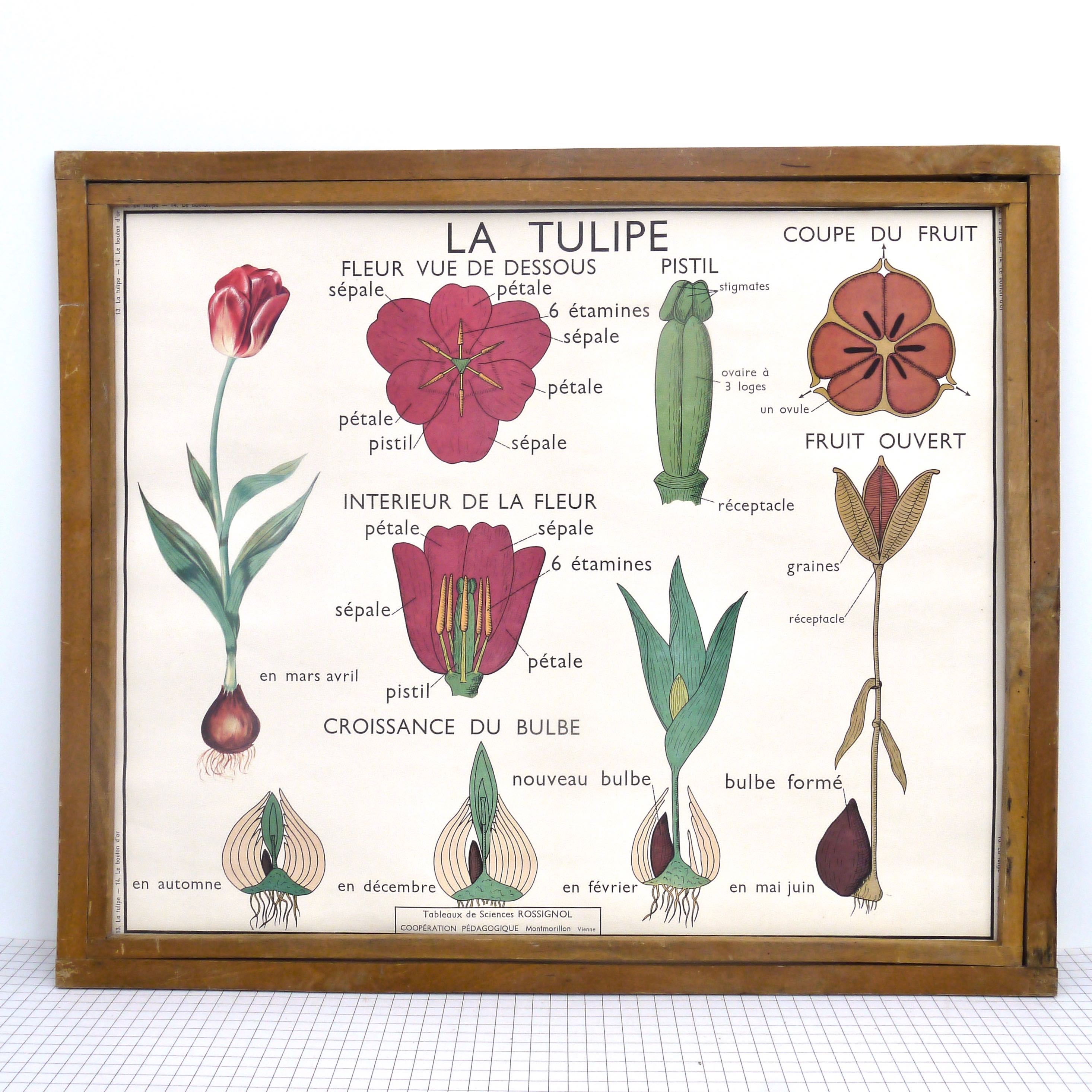 Educational poster rossignol - the tulip & gold button