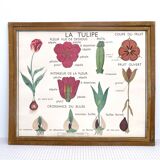 Educational poster rossignol - the tulip & gold button
