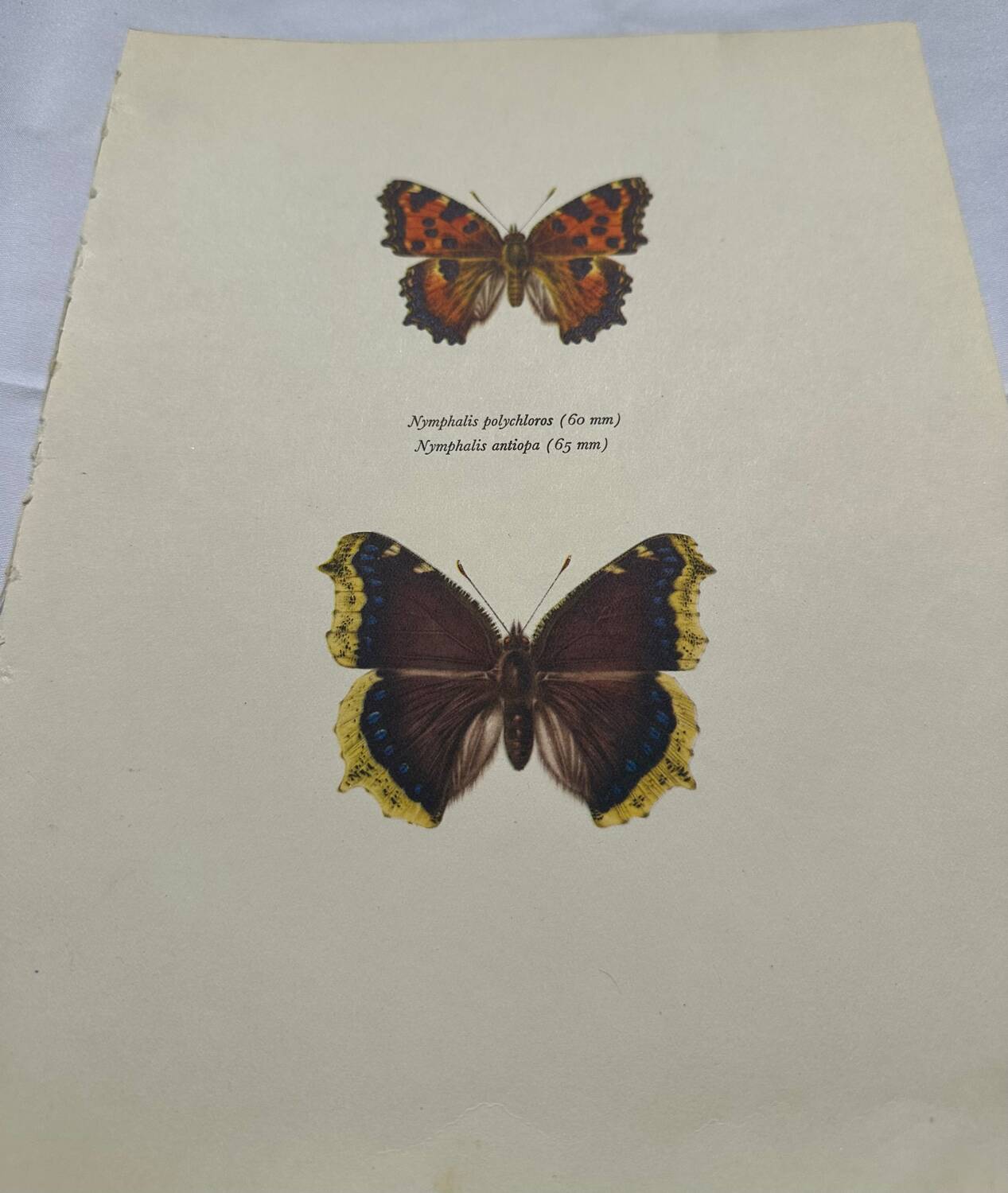 Antique butterfly etching 1900 art deco vintage botanical plate